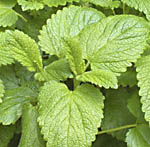 picture of Lemon Balm  <I>Melissa officinalis</I> : 
